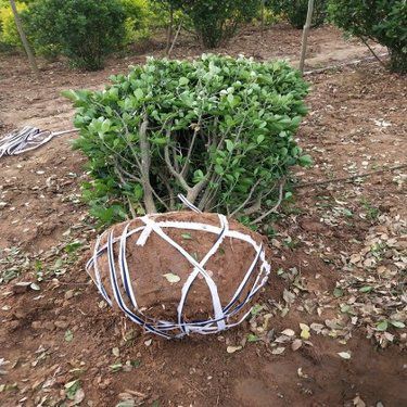 瓜子 干果家族中的特殊成员