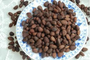 大兴安岭野生小松子 源自林海的自然馈赠